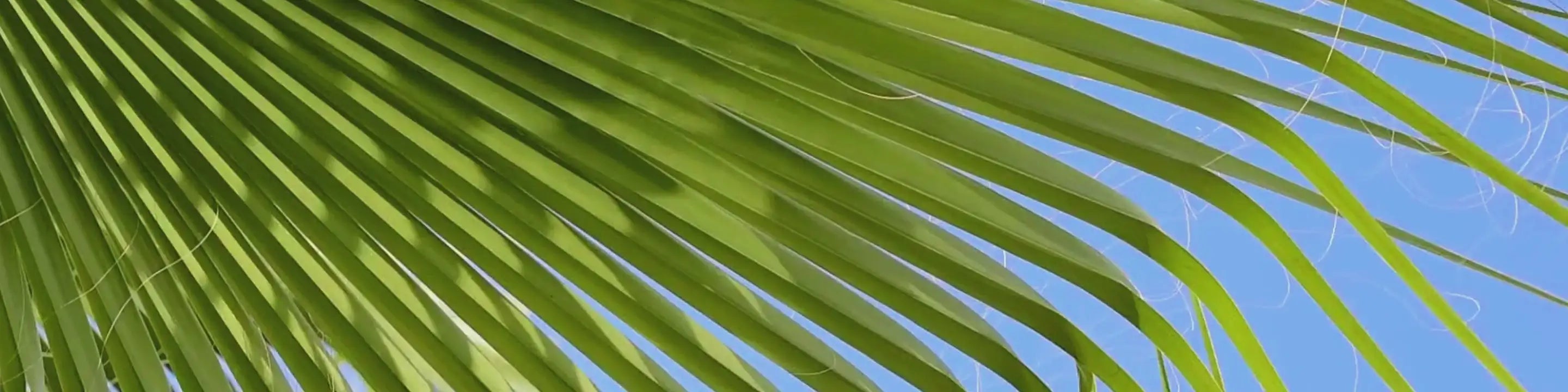 Load video: HoneMD Video