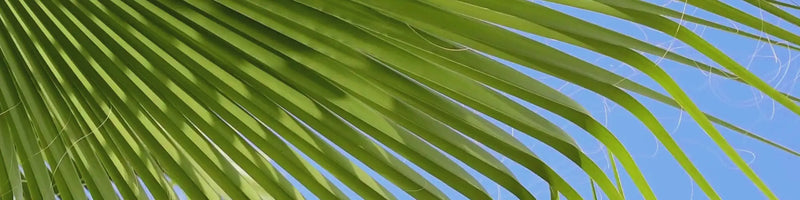 Load video: HoneMD Video